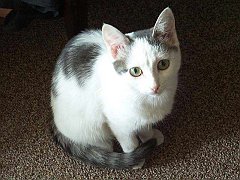 Gatti (41)